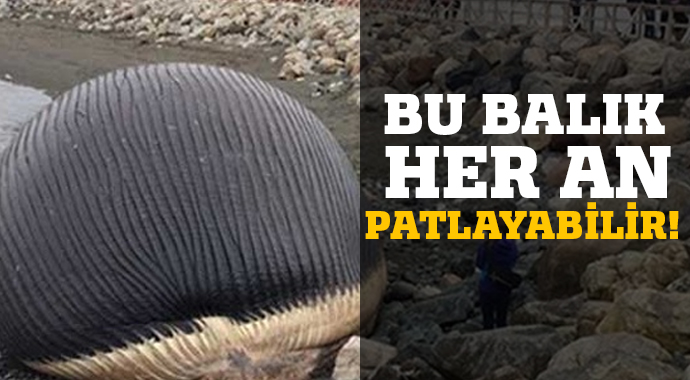 Bu balık her an patlayabilir Bu balık her an patlayabilir