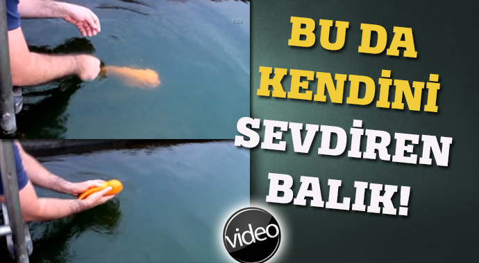 Kendini sevdiren balık, sosyal medyada olay oldu! Kendini sevdiren balık, sosyal medyada olay oldu!