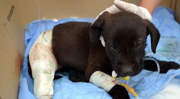 İşler tersine döndü! Kediler köpeği parçaladı İşler tersine döndü! Kediler köpeği parçaladı