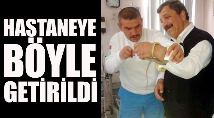 Elini ısıran yılanla hastaneye gitti