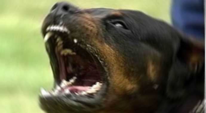 Eskişehir'de sokak köpeği dehşeti! Eskişehir'de sokak köpeği dehşeti!