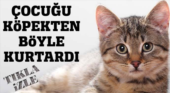 ABD'de kahraman kedi küçük çocuğu köpekten kurtardı ABD'de kahraman kedi küçük çocuğu köpekten kurtardı
