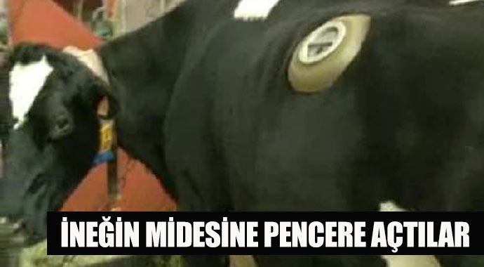 İneğin midesine pencere açtılar İneğin midesine pencere açtılar