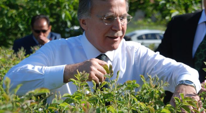 M. Ali Şahin Isparta gülü topladı