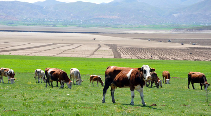 Kuruyan Keban, balık değil karpuz verecek Kuruyan Keban, balık değil karpuz verecek