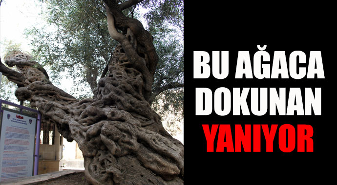 Bu ağaca dokunan yanıyor!