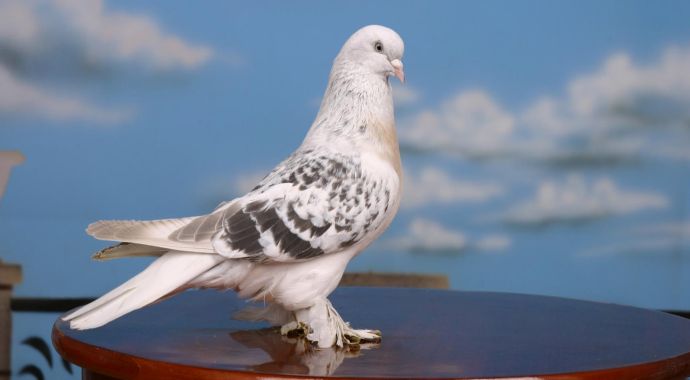 Güvercin hırsızına unutulmaz ders Güvercin hırsızına unutulmaz ders