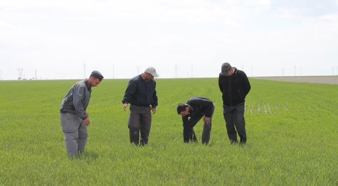 Mayıs yağmurları çiftçinin yüzünü güldürdü Mayıs yağmurları çiftçinin yüzünü güldürdü