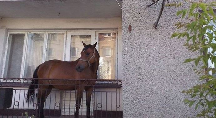 Ödünç aldığı atı çalınmasın diye bakın ne yaptı Ödünç aldığı atı çalınmasın diye bakın ne yaptı