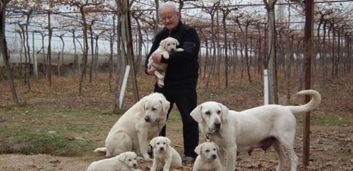 Türk çoban köpekleri için büyük adım Türk çoban köpekleri için büyük adım