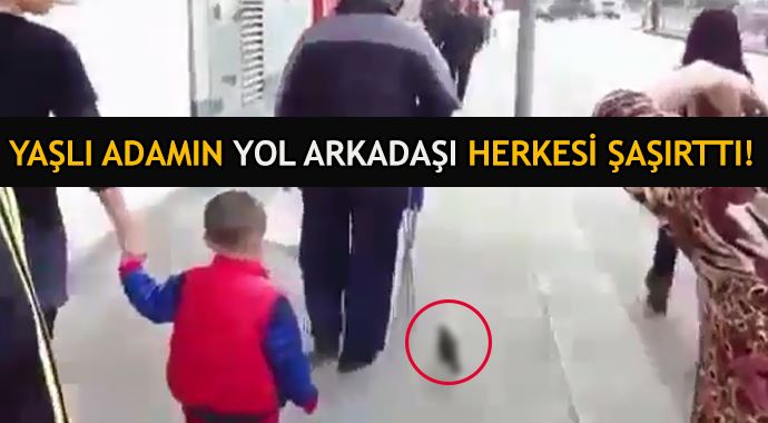 Yaşlı adamın yol arkadaşı herkesi şaşırttı! Yaşlı adamın yol arkadaşı herkesi şaşırttı!