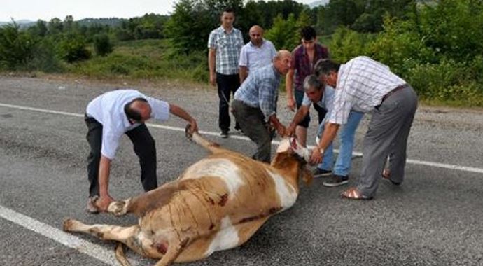Kamyonun çarptığı inek yol ortasında kesildi
