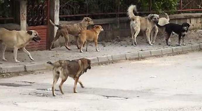 Sokak köpekleri dehşet saçtı Sokak köpekleri dehşet saçtı
