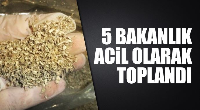 Bonzai ile mücadele için beş Bakan toplandı