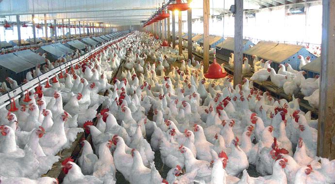 Tavukçu rekora koştu IŞİD hesapları bozdu