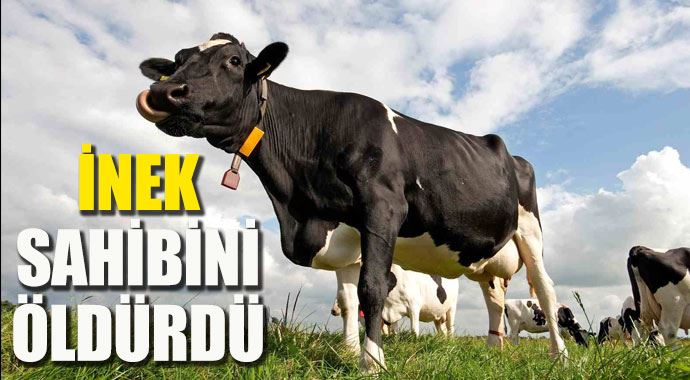 Diyarbakır'da bir inek sahibini öldürdü