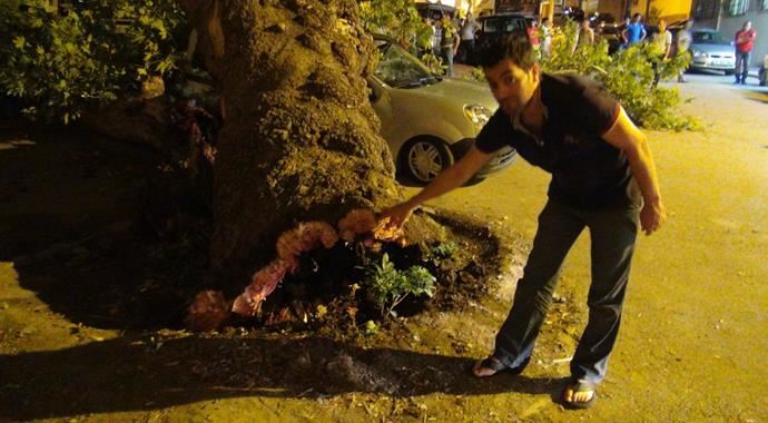 Manisa'da asırlık ağaç otomobilin üstüne devrildi