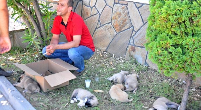 Kamyon kasasındaki köpekler öldü Kamyon kasasındaki köpekler öldü