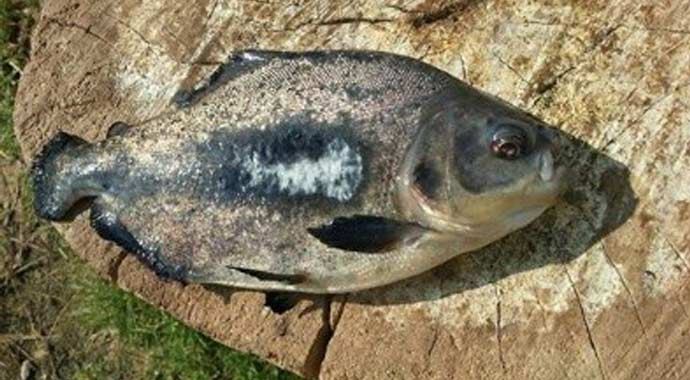 Ankara&#039;da piranha sürprizi