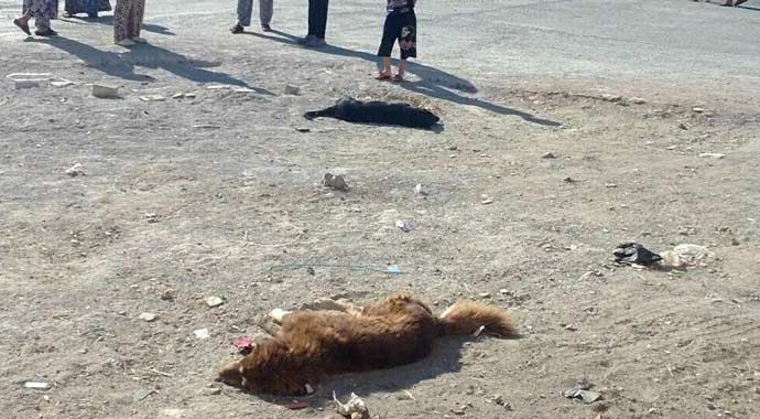 İzmir'de kan donduran köpek katliamı İzmir'de kan donduran köpek katliamı