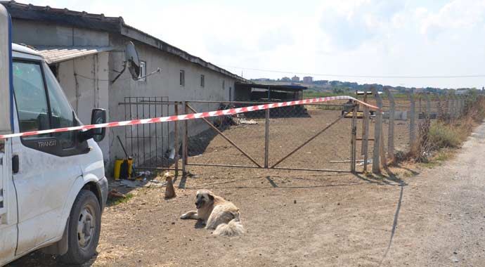 Çiftlik bakıcısını öldürüp, 200 hayvanı çaldılar