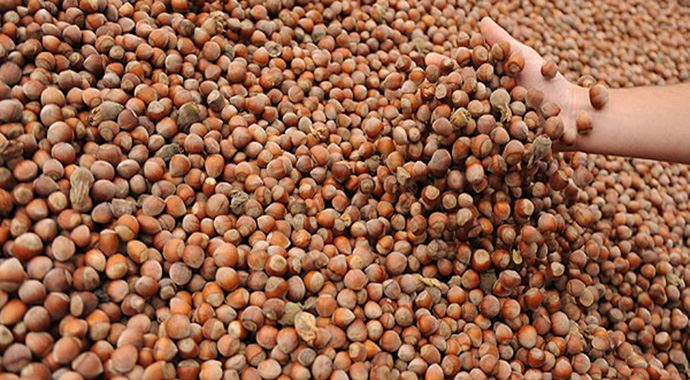 Türkiye&#039;nin en büyük fındık ihracatçısı Ferrero Grubu&#039;na satıldı