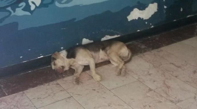 Yeğenini ziyarete gittiği hastanede köpek ısırdı Yeğenini ziyarete gittiği hastanede köpek ısırdı