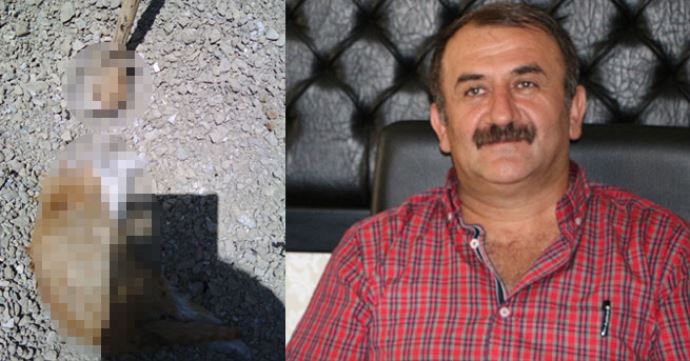 Belediye başkanın makam odasına başı kesik kedi! Belediye başkanın makam odasına başı kesik kedi!