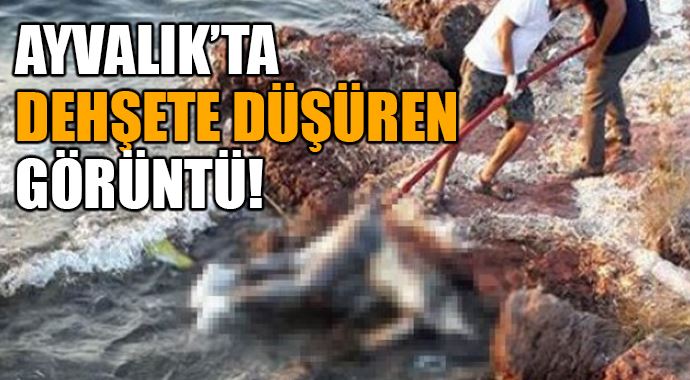 Ayvalık'ta korkunç görüntü! Ayvalık'ta korkunç görüntü!