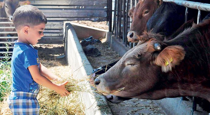 Kurbanlıklar görücüye çıktı Kurbanlıklar görücüye çıktı