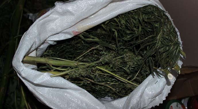 Samsun'daki operasyonda 14 kilo esrar ve hint keneviri yakalandı Samsun'daki operasyonda 14 kilo esrar ve hint keneviri yakalandı