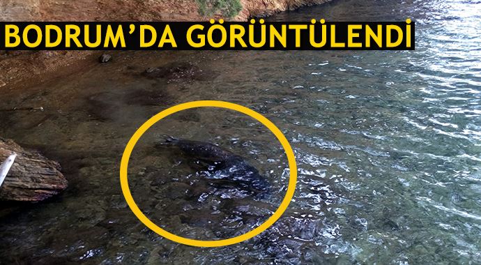 Bodrum&#039;da Akdeniz foku görüntülendi!