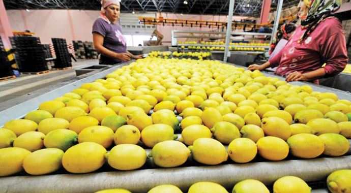 Limon ihracatı tüketiciye zam getirdi