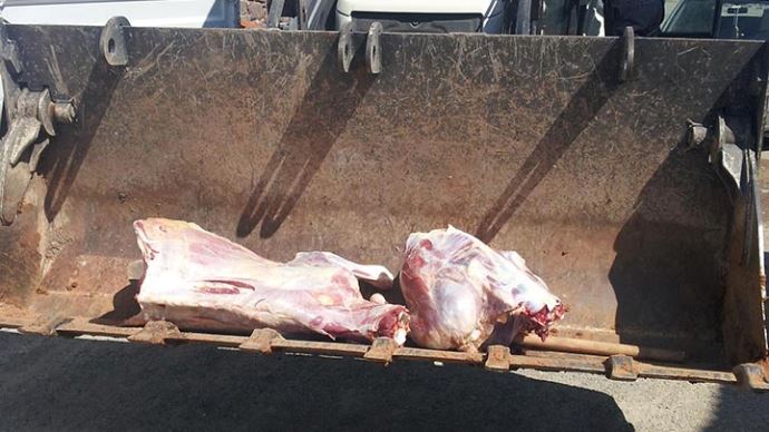 Gaziantep&#039;te 80 kilo bozuk et imha edildi!