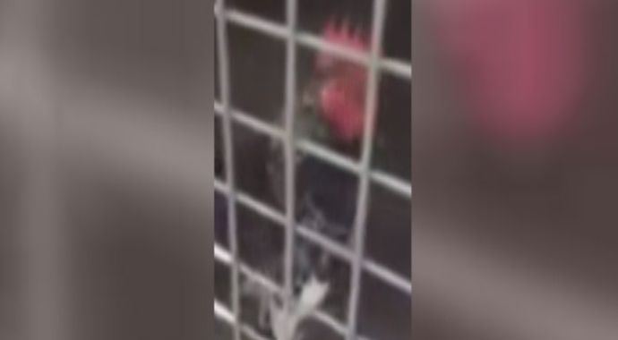"Ekmeleddin" diye öten horoz hayrete düşürdü "Ekmeleddin" diye öten horoz hayrete düşürdü