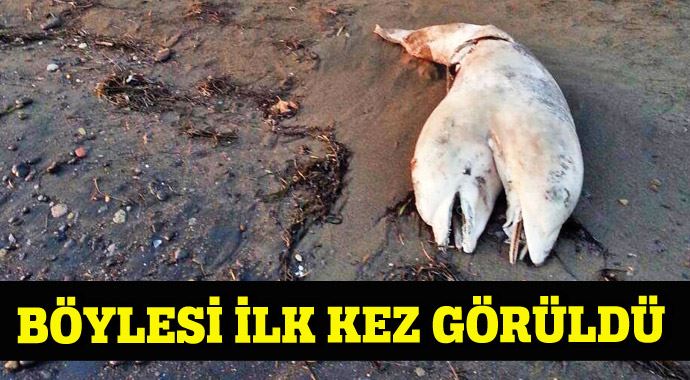 Çift başlı yunus sahile vurdu Çift başlı yunus sahile vurdu