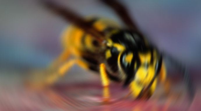 "Dilini eşek arısı soksun" sözü gerçek oldu "Dilini eşek arısı soksun" sözü gerçek oldu