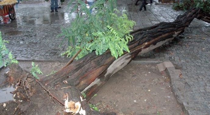 Beyazıt'ta fırtına 20 metrelik ağacı devirdi