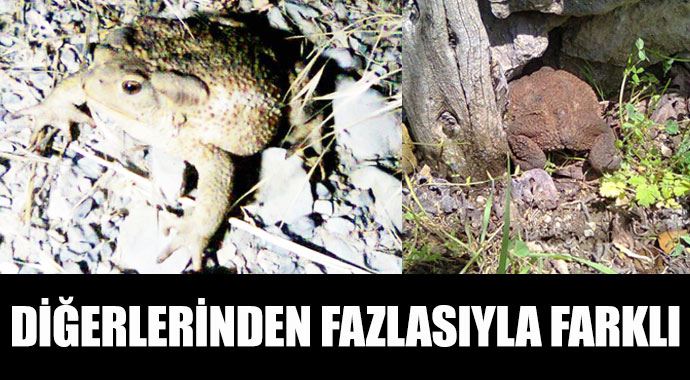 Bu kurbağa diğerlerinden fazlasıyla farklı