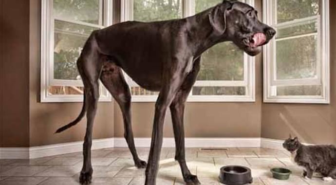 Dünyanın en uzun köpeği hayatını kaybetti Dünyanın en uzun köpeği hayatını kaybetti