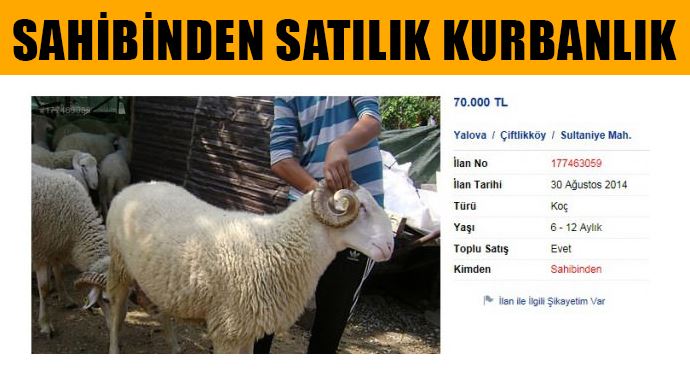 Sahibinden satılık kurbanlık! Sahibinden satılık kurbanlık!