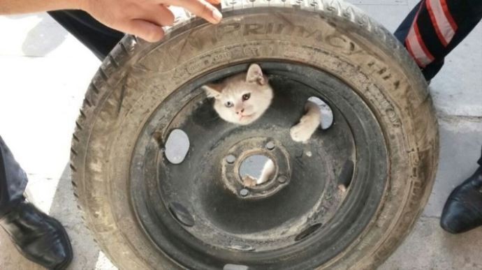 Kedi öyle bir yere girdi ki! Kedi öyle bir yere girdi ki!