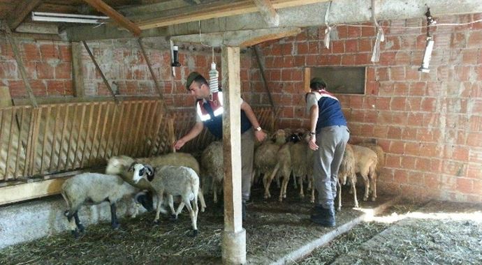Çaldıkları kurbanlıkları paylaşamayınca bunu yaptılar! Çaldıkları kurbanlıkları paylaşamayınca bunu yaptılar!