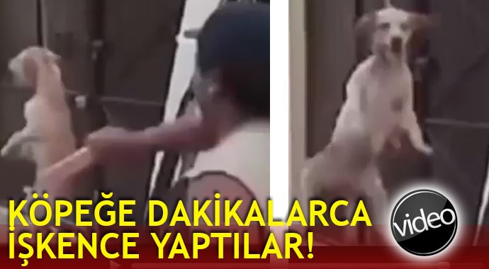 Köpeğe dakikalarca işkence yaptılar