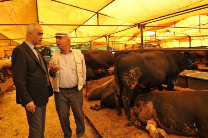 Köprü yasağı kurbanlık fiyatlarını uçurdu Köprü yasağı kurbanlık fiyatlarını uçurdu