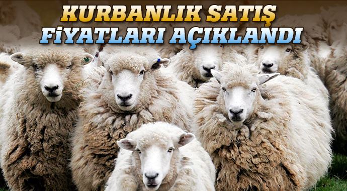 Kurbanlık satış fiyatları açıklandı Kurbanlık satış fiyatları açıklandı
