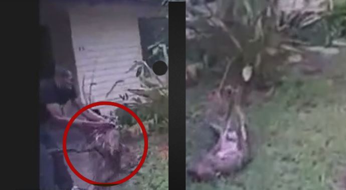 Pitbull evin içine girip aileye saldırdı Pitbull evin içine girip aileye saldırdı