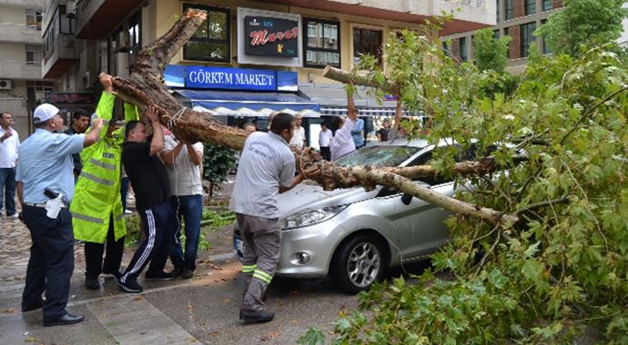 Fırtına ağaçları devirdi: 5 yaralı Fırtına ağaçları devirdi: 5 yaralı