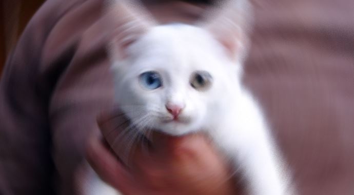 Bu kedi görenleri şaşırtıyor! Van kedisi görünümlü Bartın kedisi