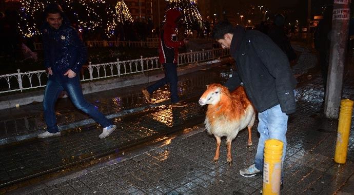 Taksim'de yeni yılı kınalı koyun ile kutladılar Taksim'de yeni yılı kınalı koyun ile kutladılar